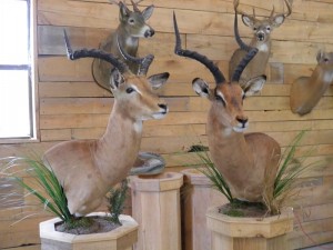 African Game Taxidermy