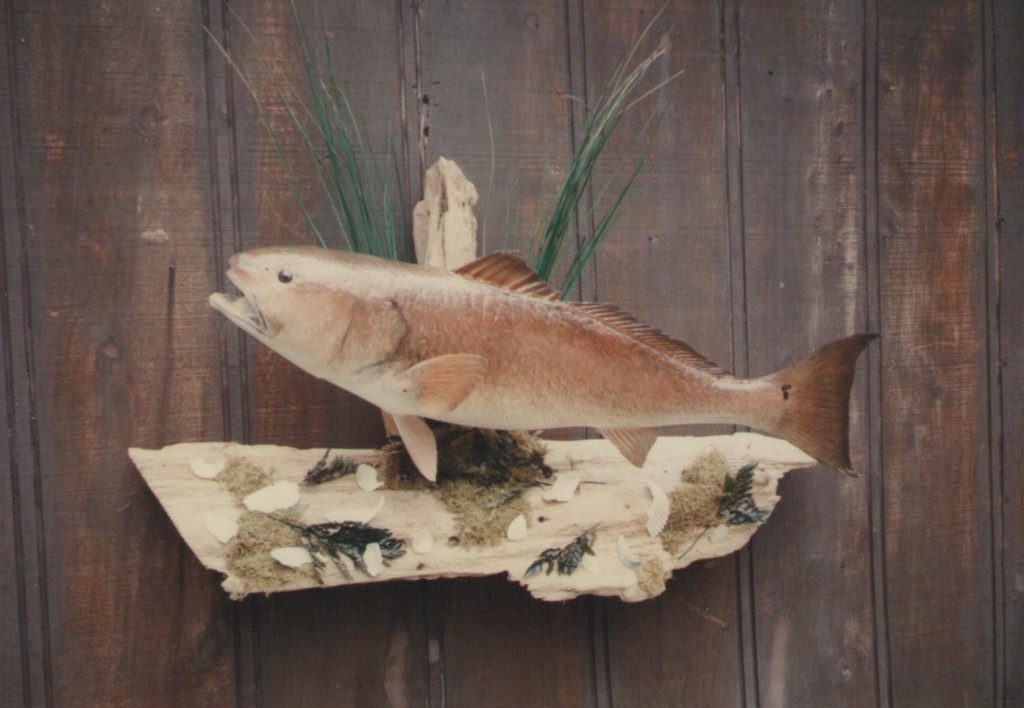 Fish Taxidermy Projects American Wildlife Studios