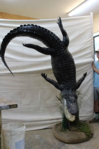Alligator Taxidermy Project