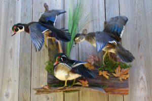 Taxidermied Mounted Birds