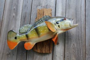 Louisiana Fish Taxidermy