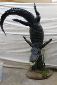 Taxidermy Alligator
