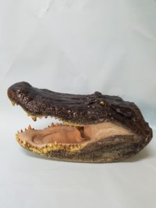 Alligator Head Taxidermist Baton Rouge