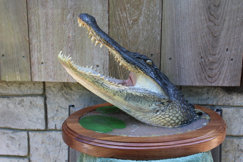 Mounted Alligator Head Taxidermy American Wildlife Studios