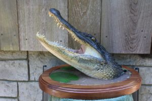 Mounted Alligator Head Taxidermy
